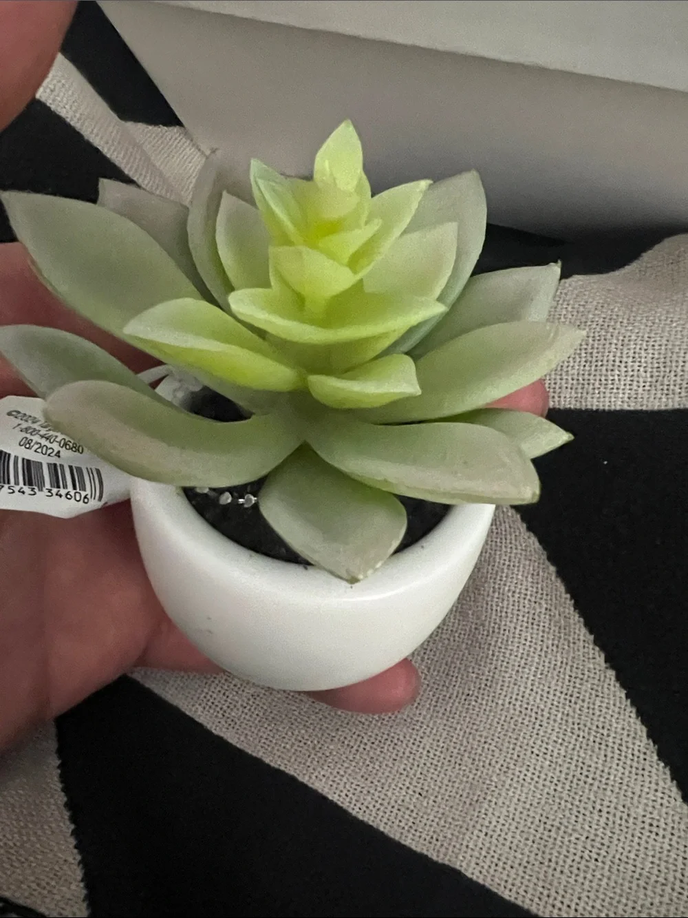 Artificial Succulent in White Ceramic Pot - Super Cute